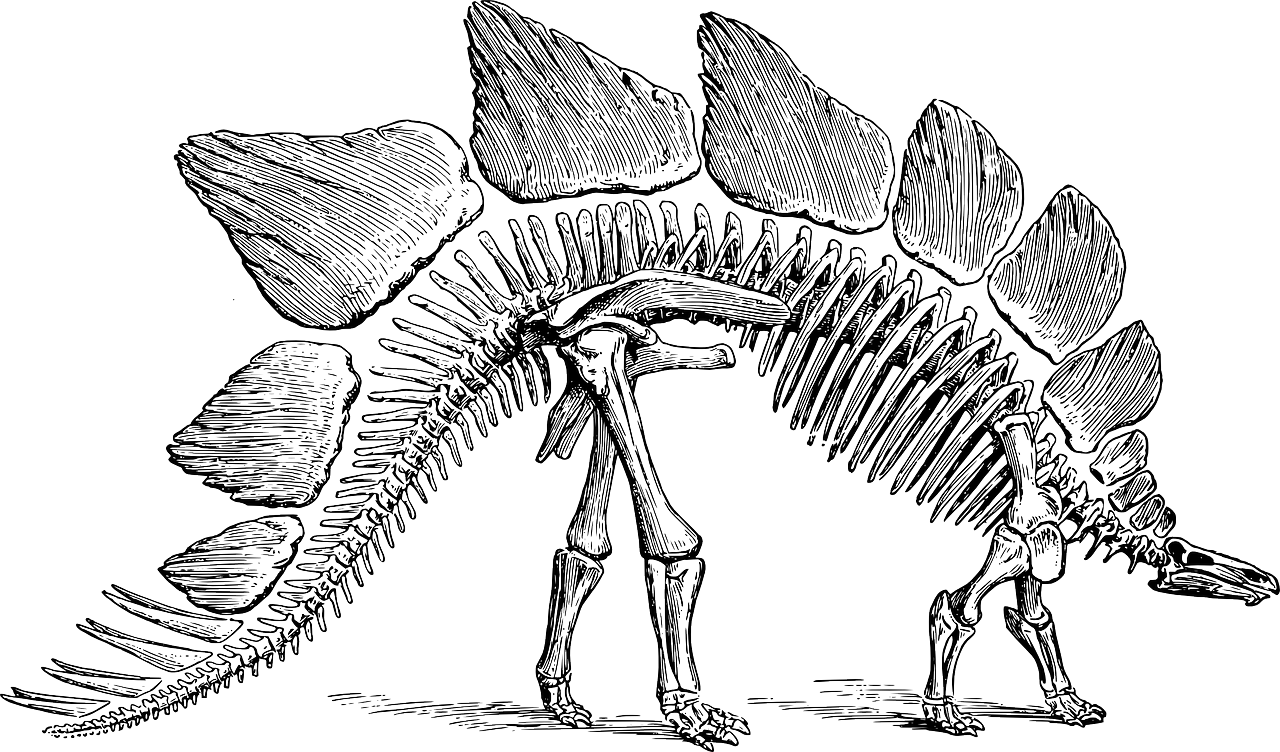 Stegosaurus_Fossil
