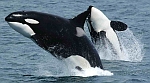 Orcas
