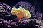 Coral_Yellow