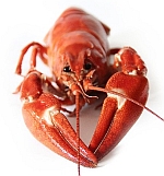 Crayfish